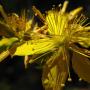 Saint John’s Wort (Hypericum perforatum): Originally from Europe, this plentiful plant had flowers averaging 1" across.